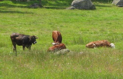 Holiday Apartment Finkennest - Foto 45