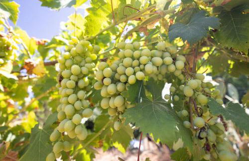 Villa Trigona - Foto 74