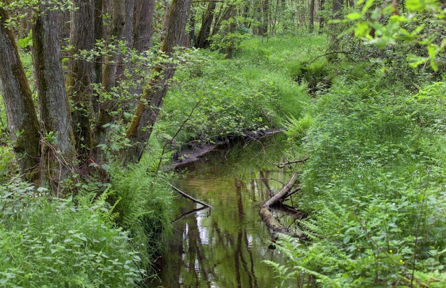 Delightful Chalet in Opglabbeek near Lake - Foto 21