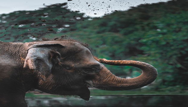 Santuario degli Elefanti Ethic - Tour di mezza giornata - Foto 4