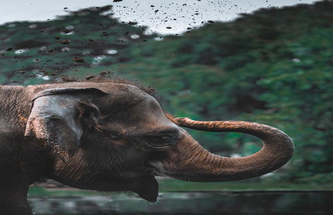 Santuario degli Elefanti Ethic - Tour di mezza giornata - Foto 4