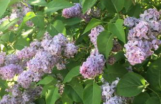 Apartment Spitzwegerich by Interhome - Foto 32