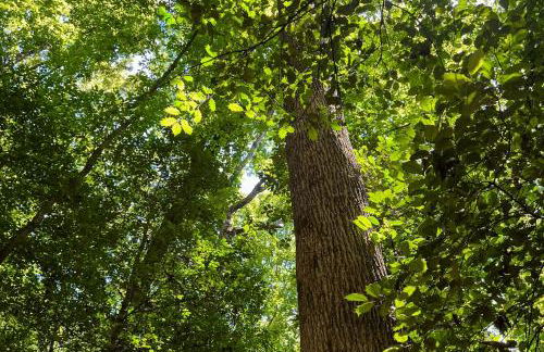 The Haggai House - Foto 35