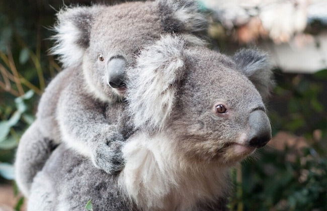 Hideaway At Hepburn - Foto 15