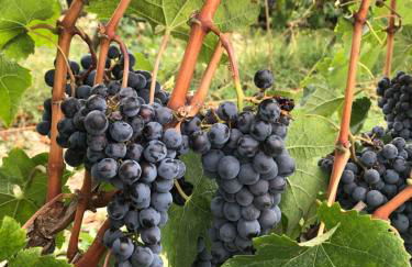 Casa Panzano Tuscany - Foto 12