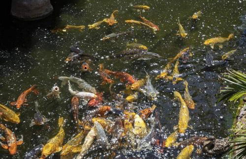 Brooks Beach Vacations House B222 Oceanside - Foto 11