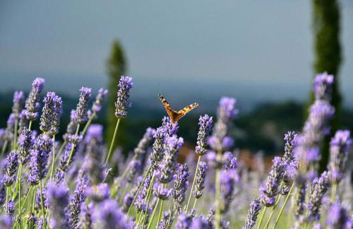 B&B Cà Bianca dell'Abbadessa - Foto 65