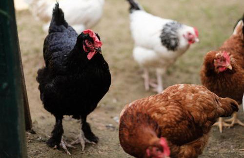 Dom Malowany - Domki - Foto 32