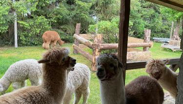 Alpakatherapie und Ferienhof Charlottenthal - Foto 4