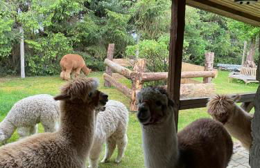Alpakatherapie und Ferienhof Charlottenthal - Foto 4