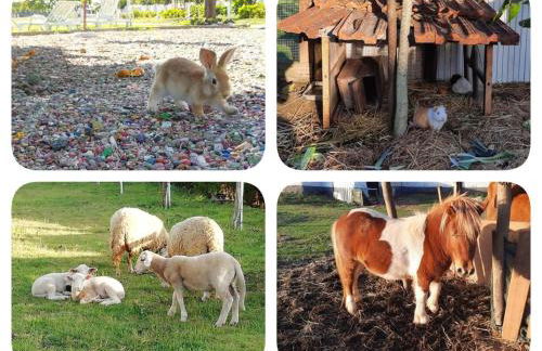 Centenária - Foto 32