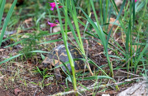 Son Bessó - Foto 22