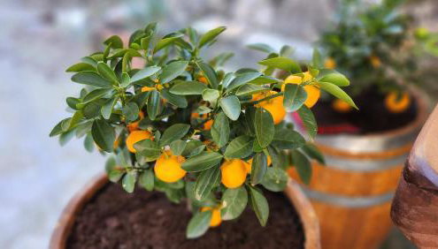 Stamatis Corfu Apartment 2 - Foto 5, Garden view