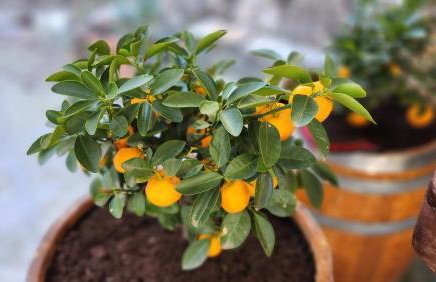 Stamatis Corfu Apartment 2 - Photo 5