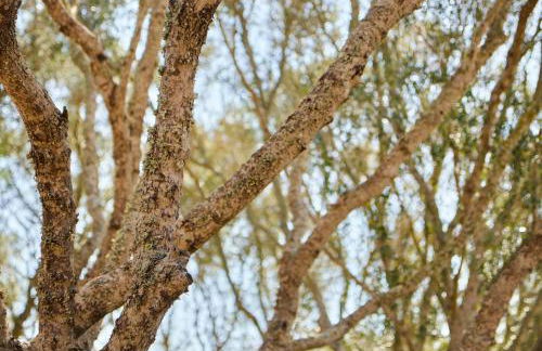 Agroturismo Rafal Rubí - Foto 25