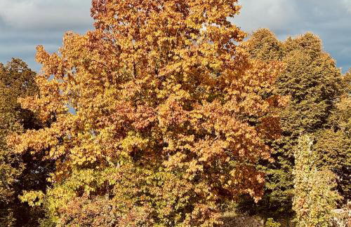 Mainglück - Foto 11