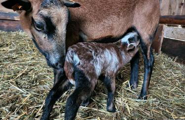 Ranczo Popowice - Foto 32