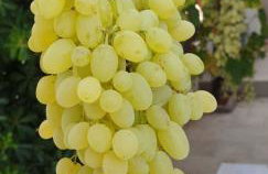 Villa Macky Cottage - Foto 3