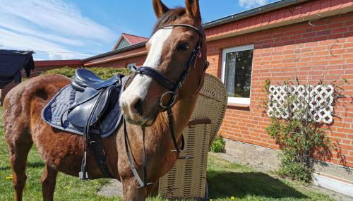 Ferienhof Stobbe - Foto 2