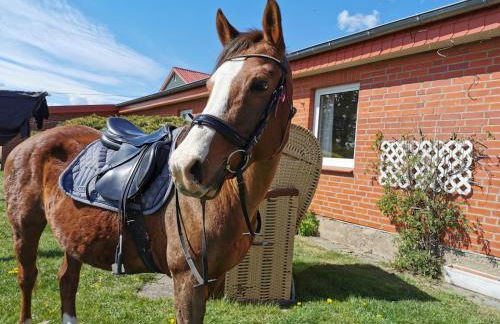 Ferienhof Stobbe - Foto 2