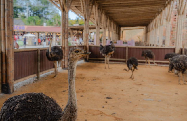 Guatapé Day Trip + Rumbero Boat Ride - Foto 6