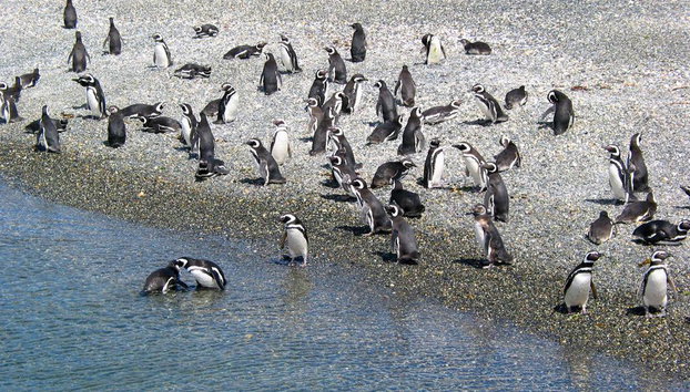 Paseo en catamarán por la pingüinera - Foto 2