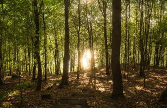 Schody do wody Domek z linią brzegową Kaszuby sauna goraca balia - Foto 31