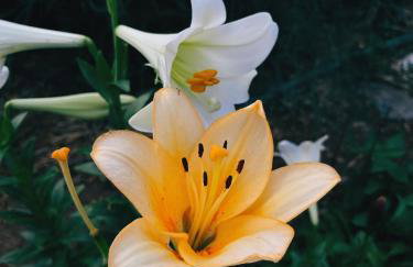 The Artist's Farm - Foto 60