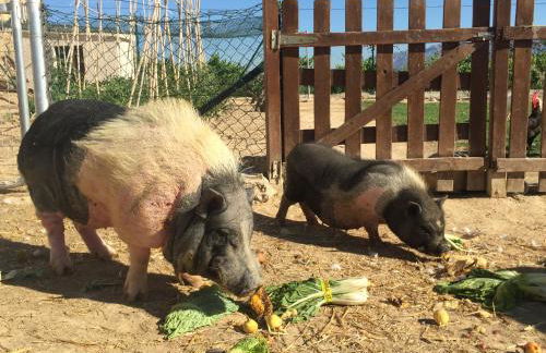 Masia Can Canyes & Spa - Photo 74