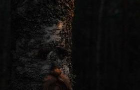 Biały Las Magiczna Stara Chata Puszcza Białowieska - Foto 41