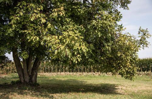 Agriturismo Corte Ruffoni - Foto 15