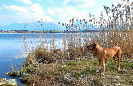Ferienhaus und Landhaus Berger - Foto 38