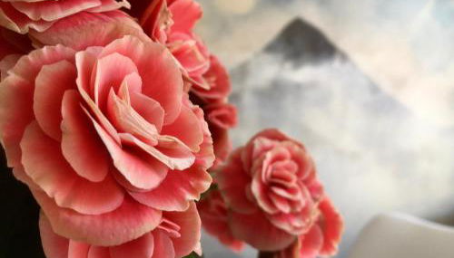 El Cau de Ribes - Foto 4