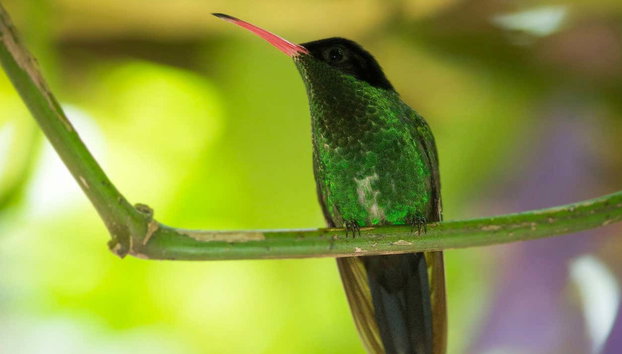 Castries Waterworks​ Bird Watching - Photo 3, A rufous-tailed hummingbird, a most beautiful bird