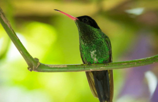 Avistamiento de aves en Castries Waterworks - Foto 17