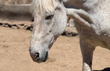 Tantulia la casita del Caballo - Foto 46