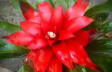 REFUGIO DO SAGRADO MORERE Tropical Lodge - A Casa do Vigía - Foto 74