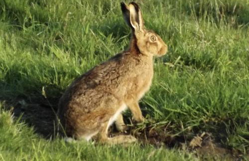 Dairy Cottage Dulverton - Foto 35