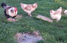 La bellevue - Foto 28