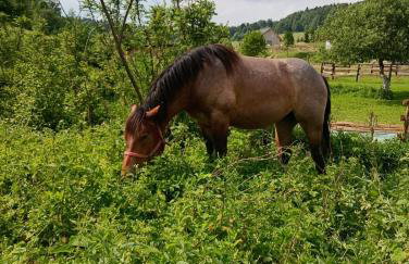 Domki w Bieszczadzkiej Dolinie - Foto 53