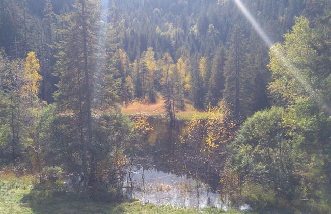 Pine Cones in the Haslehaus - Foto 29