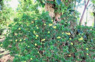 Casa da Vó Hospedagem Afetiva - Foto 37