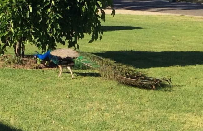 Greenways Holiday Units - Photo 23