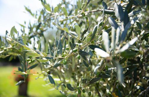 DAMJANIĆ HOLIDAY HOUSE - Foto 29