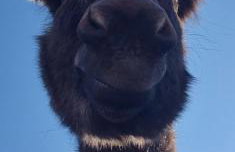 Villa Suzi - Family Farm Stay with Donkeys, Pool and Sea View near Rijeka - Foto 40