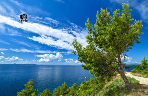 Vila Maslina Apartments mit Pool und Garten nahe am Strand - Foto 1