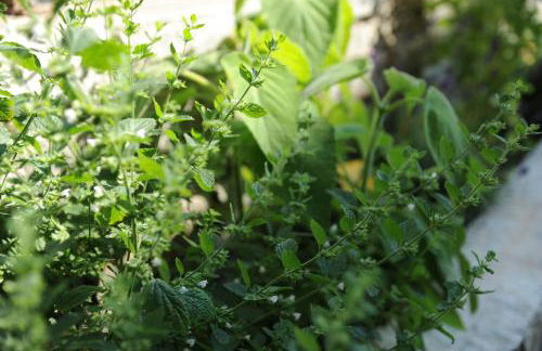 Ferienwohnungen Ortlerblick - Foto 62