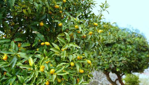 Marios Family House 2 - Foto 5, Garden view