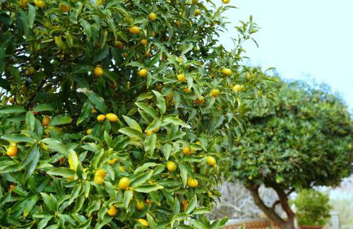 Marios Family House 2 - Foto 5