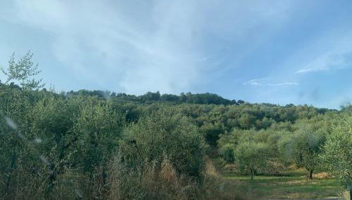 Il gatto e la volpe 1 - Foto 4